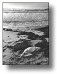 L'oiseau